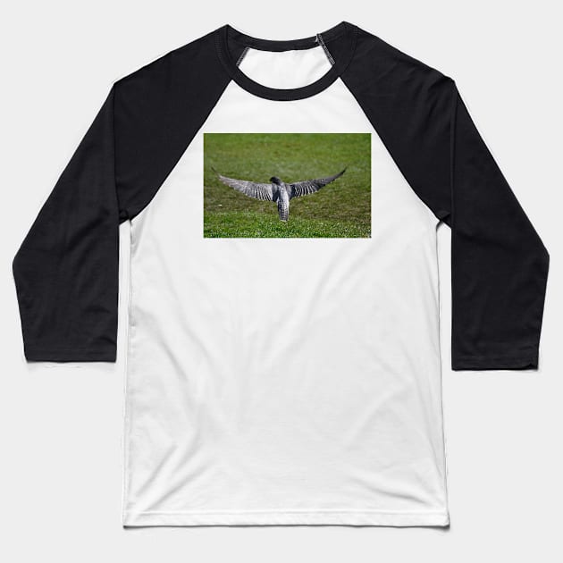 A Peregrine's wingspan Baseball T-Shirt by declancarr